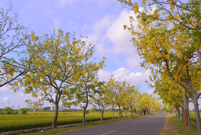 阿勃勒花道兩旁有著整片初始結穗的稻田，將大地染得黃澄澄的，彷彿在與黃金雨相互呼應。（記者潘自強／攝影）