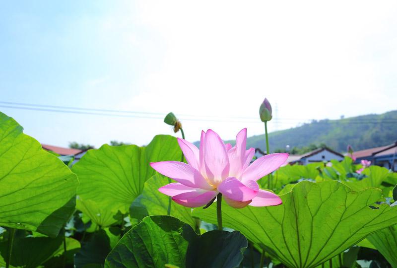 襯在綠葉上的粉色蓮花，靠陽光灑落讓顏色更增添了幾分鮮豔與飽和度。（記者李惠洲／攝影）