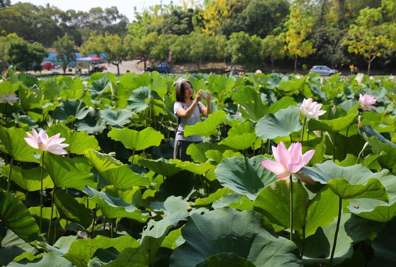 位在玉豐里的「蓮花公園」是白河賞蓮的知名景點。（記者潘自強／攝影）