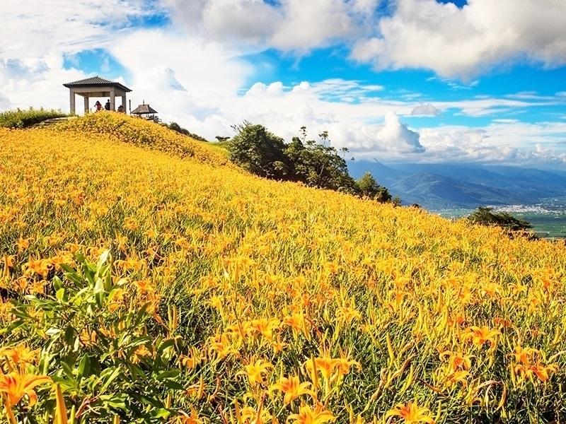 每年金針花盛開期間，吸引旅客絡繹不絕前往欣賞美景。（易遊網提供）