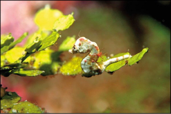 海底郵筒的造型來自克里蒙氏豆丁海馬，其數量非常稀少且僅0.7至1.9公分長，2001年在澳洲被發現，2007年台灣首次發現的海域在綠島，因而成為綠島海底的代表物種。（俞明宏提供）