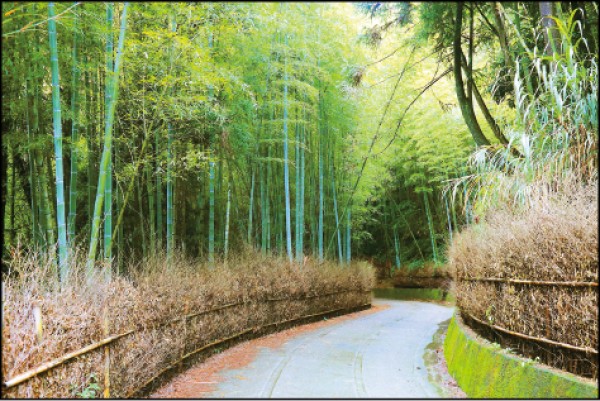 走進前往古道入口必經的廊道，彷彿來到日本京都知名的嵐山竹林隧道。（記者李惠洲／攝影）