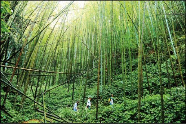 沿著木馬古道穿梭在孟宗竹林間，眼前盡是一片綠意。（記者李惠洲／攝影）