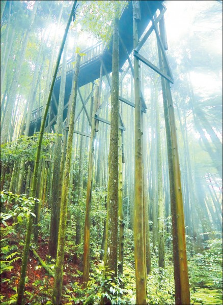 木馬古道終點的高架竹木棧道，讓人能居高窺見杉木、孟宗竹與闊葉樹交錯形成的自然美景。（記者李惠洲／攝影）