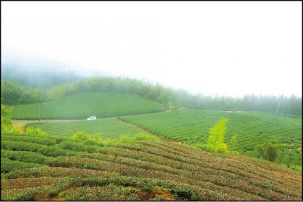 時而雲霧繚繞的雲嶺之丘，能居高欣賞山間茶園美景，雲霧襲來彷若置身仙境。（記者李惠洲／攝影）