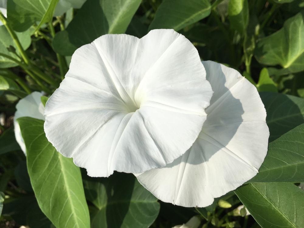 空心菜美麗的白色花。（記者蔡宗勳攝）