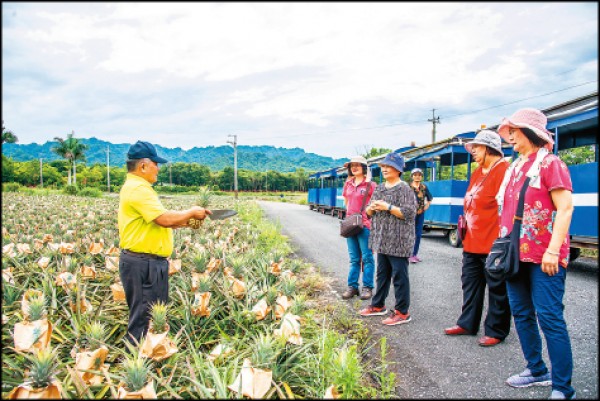 搭乘遊園車可體驗採果，在社區人員帶領下走進鳳梨田，品嚐現採的酸甜土鳳梨。（蔡孝如／攝影）