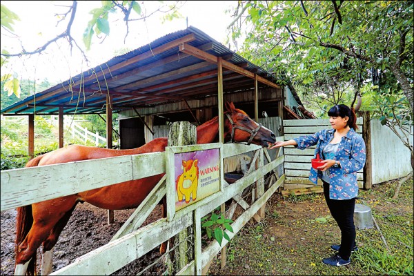 VilaVilla魔法莊園內的動物區飼養多匹溫馴的馬兒，可讓遊客與動物互動、餵食。（記者李惠洲／攝影）