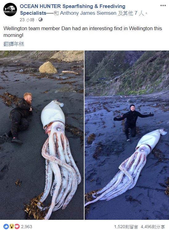 巨型烏賊的照片在臉書社團「OCEAN HUNTER Spearfishing & Freediving Specialists」上引起熱烈討論。（圖擷自臉書「OCEAN HUNTER Spearfishing & Freediving Specialists」）