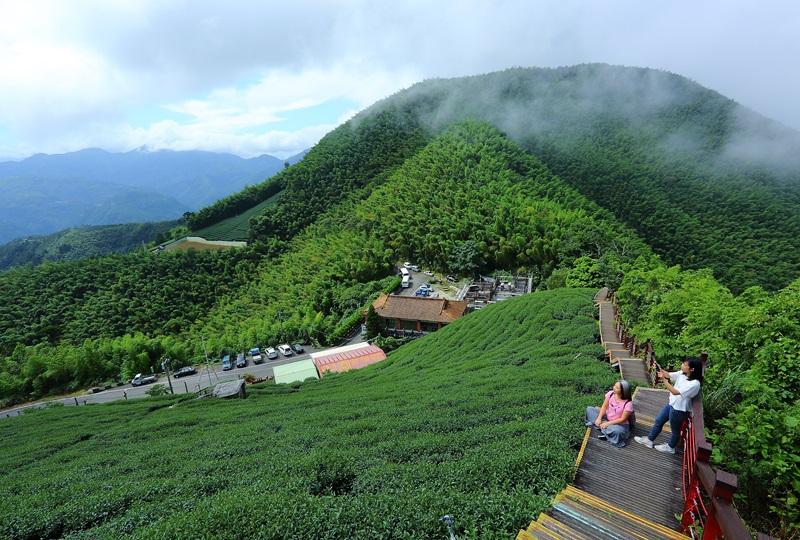 龍眼村的二尖山步道與茶園、山景和雲霧同框入鏡，美不勝收！