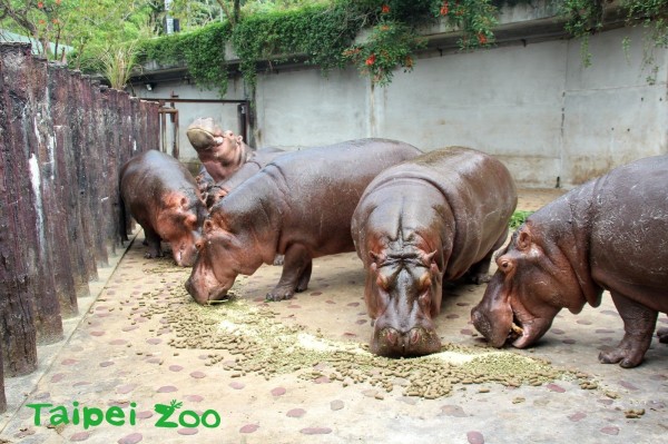 台北市立動物園指出，園內非洲動物區目前飼養9隻母河馬，每隻成年河馬每日約排放平均約6.6公斤的大便，因此21日上午10時30分，將進行每月1次的大水池清理工作，遊客能蒞臨體驗何謂「遍地是黃金」。（台北市立動物園提供）