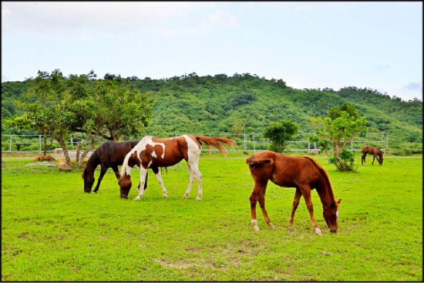 因是採放牧飼養，不用隔著圍欄即能親近馬匹。（記者許麗娟／攝影）