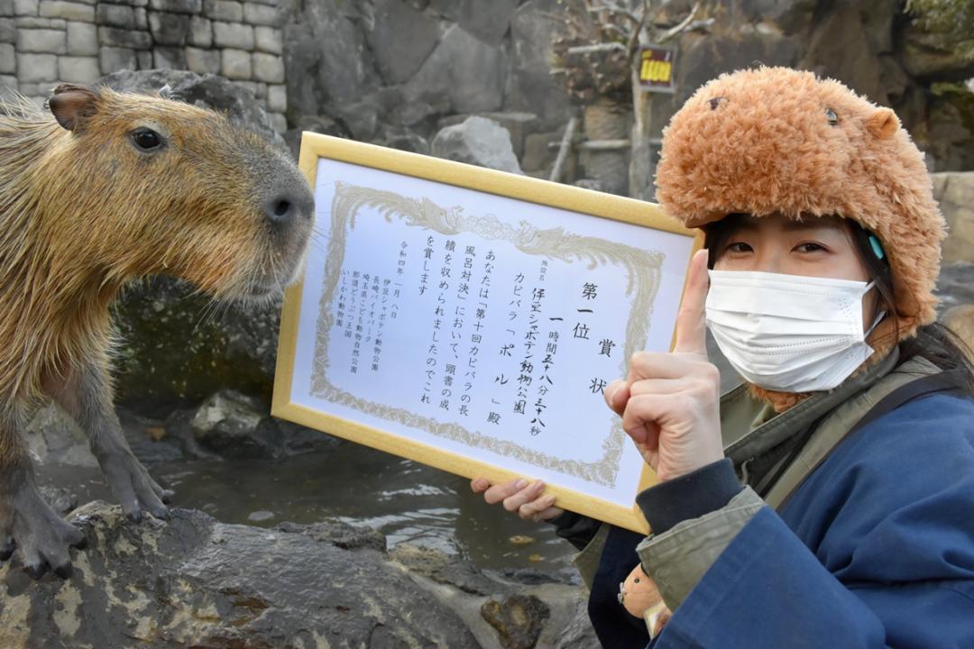 日本第十屆水豚泡湯耐久大賽的冠軍選手PORU。（圖取自Twitter/shabotengroup）