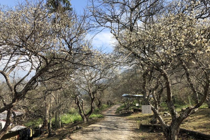 仁愛鄉互助國小後方彭家梅園平均開花率逾3成，跨年元旦4天連假預計吸引首波賞梅人潮。（記者佟振國攝）