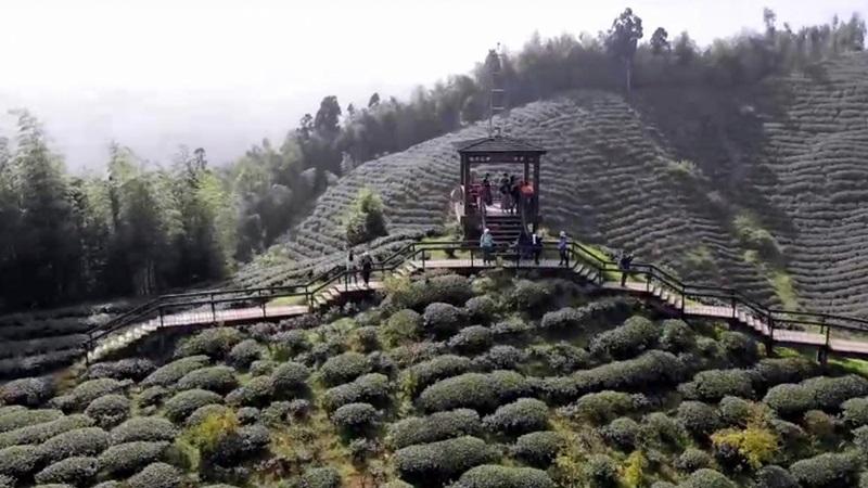 南投縣鹿谷鄉大崙山「銀杏森林」美景，讓人彷彿走入風景畫中流連忘返。（記者謝介裕攝）