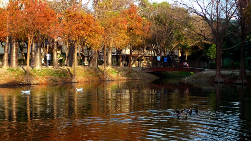 夢湖是巴克禮公園賞落羽松的最佳景點。（記者許麗娟攝）