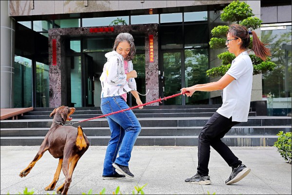 當狗狗的行為問題過度出現以至失控，例如長時間吠叫、攻擊或因心理疾病引起異常行為，就必須針對行為問題進行深度探究。（記者李惠洲／攝影）