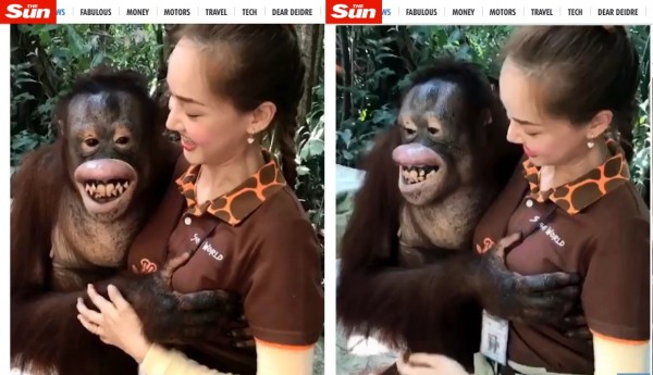 泰國曼谷一間野生動物園一隻猩猩，趁著遊客拍照的時候，伸出鹹豬手狂捏一旁正妹女員工的胸部，讓這名正被拍攝的女員工相當尷尬。（圖擷取自《TheSun》）