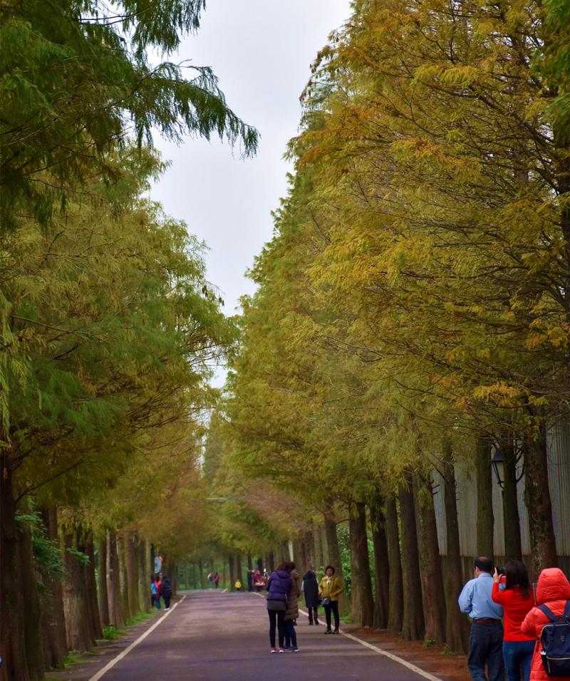 桃園市大溪區落羽松路（原石園路558巷）是知名景點，每年此時都吸引大批民眾駐足拍照。（記者李容萍攝）