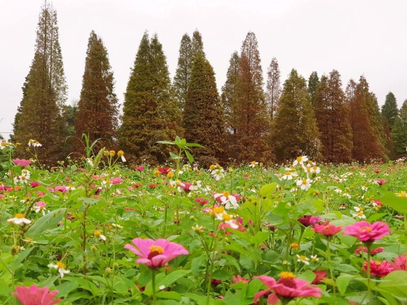 新竹縣橫山鄉大山背山腳下的落羽松美景，有波斯菊花田相伴入鏡。（記者蔡孟尚攝）