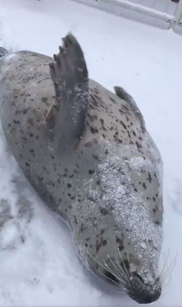 海豹雪中狂拍肥肚發出 啪啪聲 網友笑翻 這聲音好熟悉 玩咖playing 自由電子報