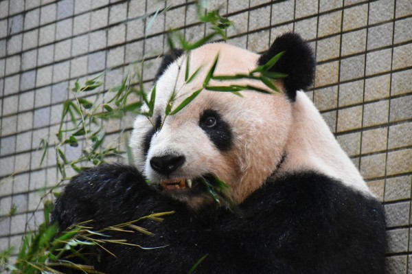 大貓熊「團團」戴銀色牙套治療，成世界首隻「牙套貓熊」。（動物園提供）