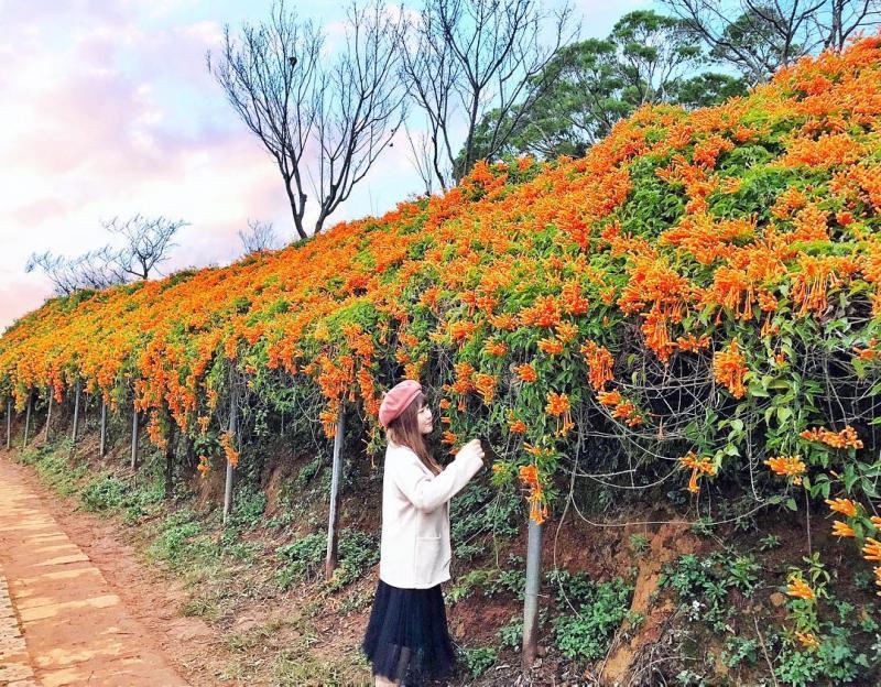 苗栗炮仗花步道吸引遊客搶拍美照。（圖／IG@gominkin提供）