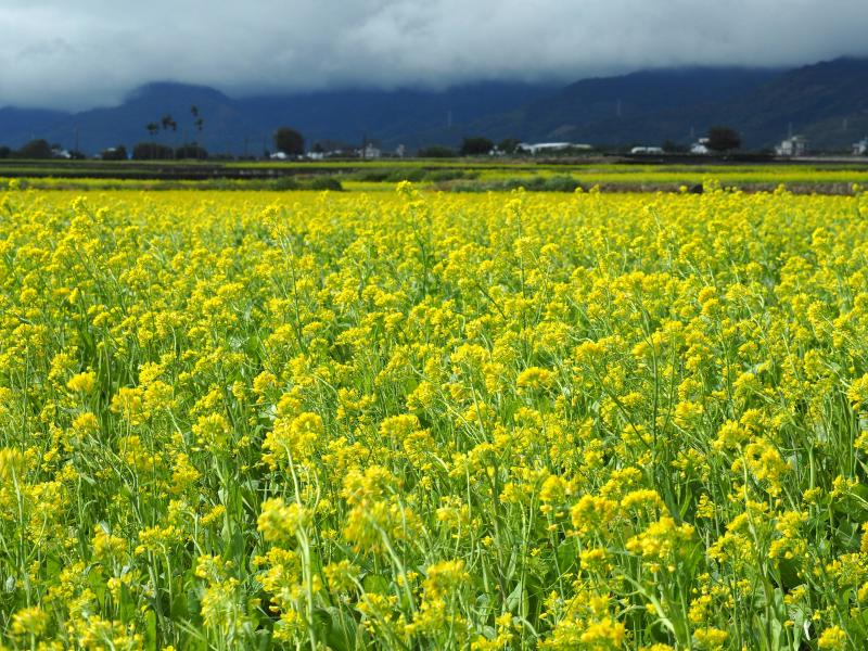 池上油菜花海療癒盛放。（記者王秀亭攝）