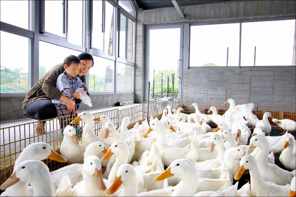 甲鳥園讓親子可以在乾淨的環境裡，近距離與鴨子接觸。（記者沈昱嘉／攝影）
