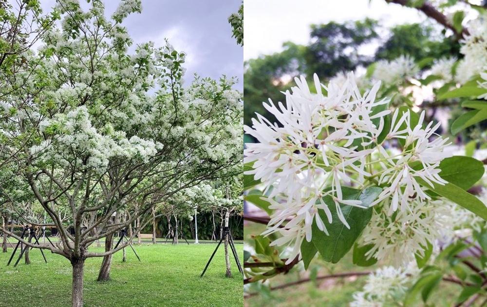 士林區203公園也能欣賞到流蘇花盛開。（圖／北市政府工務局公園處提供）