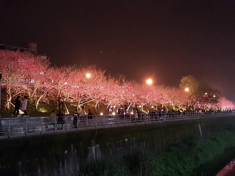 長達3公里的櫻花步道十分壯觀。（圖／截自內湖樂活夜櫻季，為去年花況）