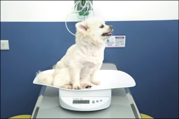 飼主需多注意熟齡狗狗的飲食與體重，因為肥胖容易導致狗狗身體的負擔。（記者沈昱嘉／攝影）