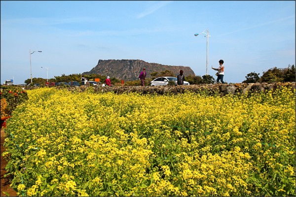 春天季節限定的油菜花田與城山日出峰，每年都吸引許多旅客到訪。