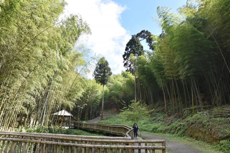 雲林草嶺的竹林秘境不輸電影「臥虎藏龍」的場景。（記者黃淑莉攝）