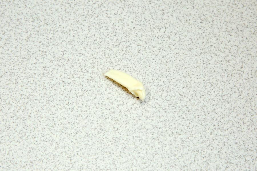 門齒：用以切斷與叼咬食物。（記者沈昱嘉／攝影）