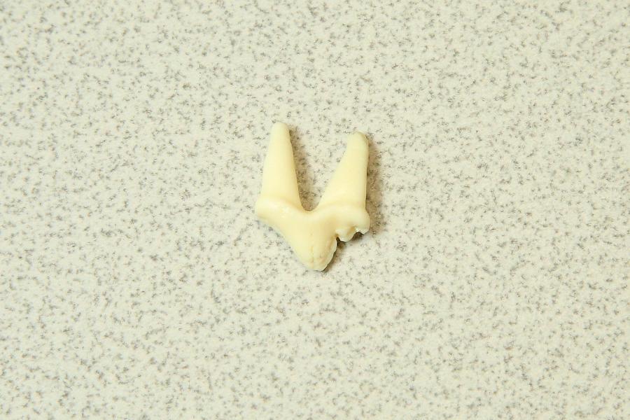 前臼齒：用以撕裂食物。（記者沈昱嘉／攝影）