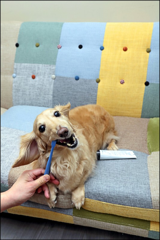 如何幫狗狗刷牙是許多飼主的一大難題，獸醫師蔡依津表示，飼主最好每天幫狗狗刷牙2次，並且從小開始培養狗狗刷牙的好習慣。（記者陳宇睿／攝影）