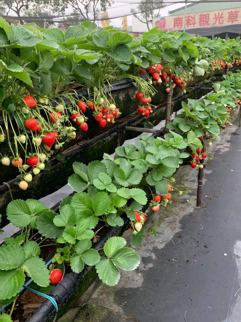 台南正值草莓季，高架草莓結實纍纍、飽滿大顆。（圖／南科草莓園提供）