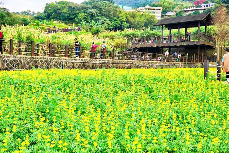 貓空樟樹步道正值魯冰花季，還有銀白芒草、粉嫩櫻花點綴。（圖／IG@a95036提供）