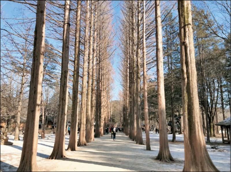 南怡島上著名的水杉道，曾出現在《冬季戀歌》中。（圖／韓征幕提供）