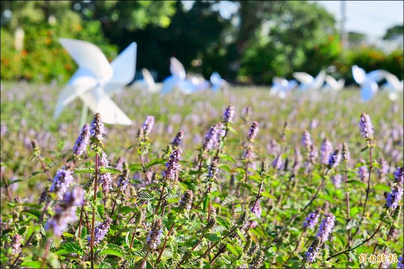 今年仙草花節主題「癒風仙境」，仙草花在風中搖曳，遠望一片粉紫色花海。（記者許倬勛攝）