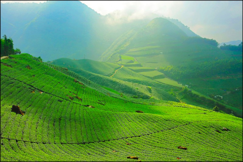 觀日峰茶園層層茶樹交織出絕美景致，吸引許多攝影同好前往。（記者李惠洲／攝影）