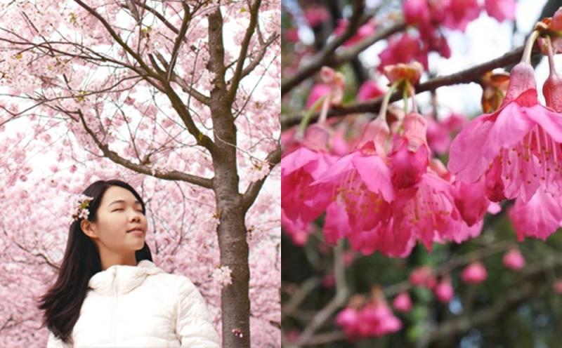 今年陽明山花季以「牽手觀櫻」為主題，3月17日花季最後一日將舉辦清山活動與音樂會。（圖／截自陽明山花季官網）