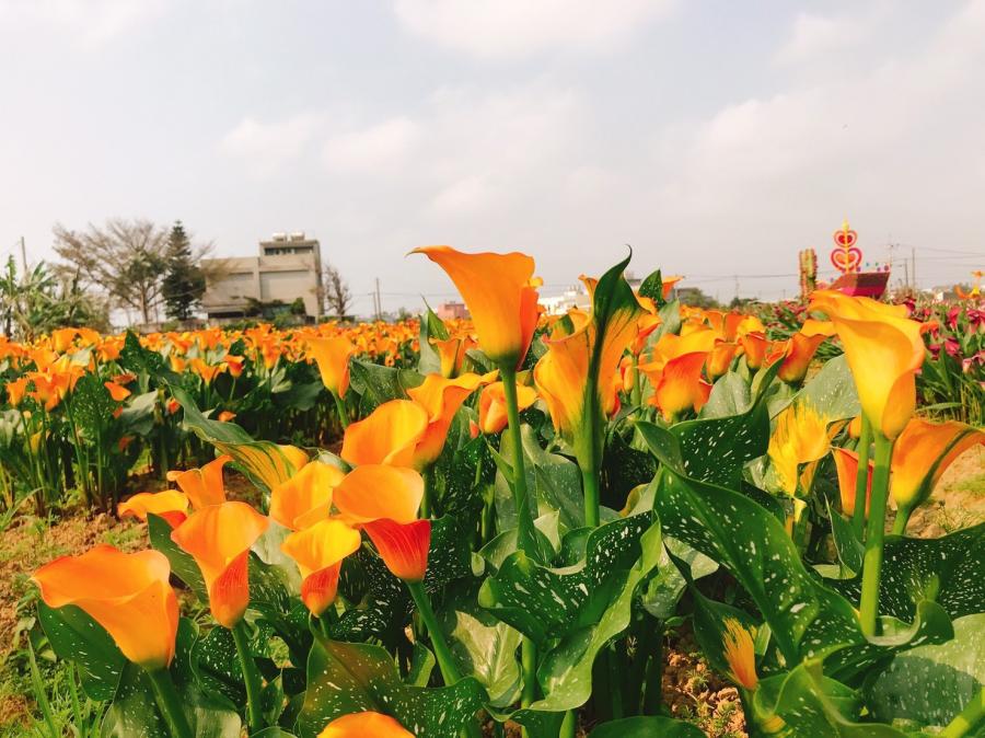 雖然海芋季尚未開跑，但現場的海芋已悄悄綻放。（記者謝武雄攝）