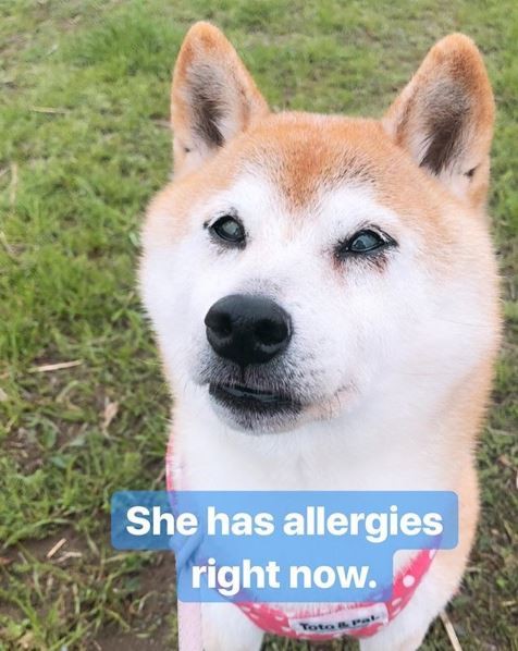 Kabosu最近有點過敏。（擷取自「kabosumama」IG）