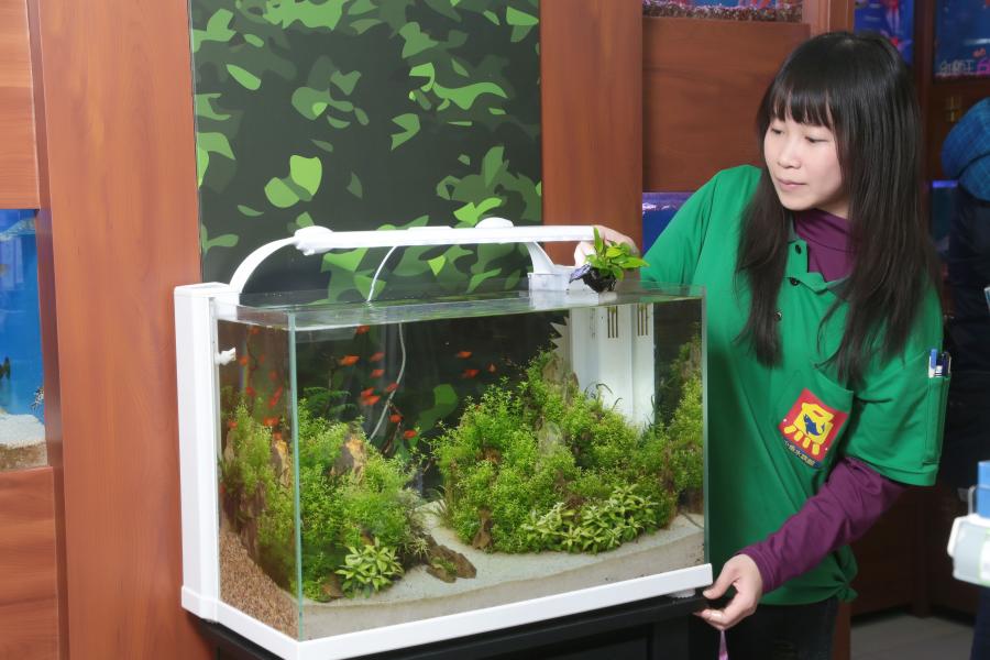 養魚先養水 打造超舒適 水族箱豪宅 有訣竅 玩咖playing 自由電子報