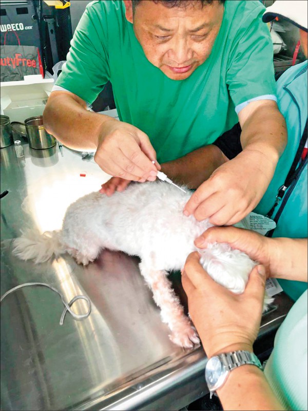 4個月大（含以上）的寵物犬，依據動保法規定必須要植入晶片及完成寵物登記。（圖片提供／鄭祝菁）