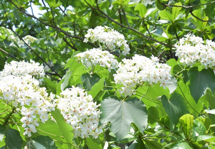 彰化八卦山桐花盛開，形成一束束雪白花球。（記者湯世名攝）