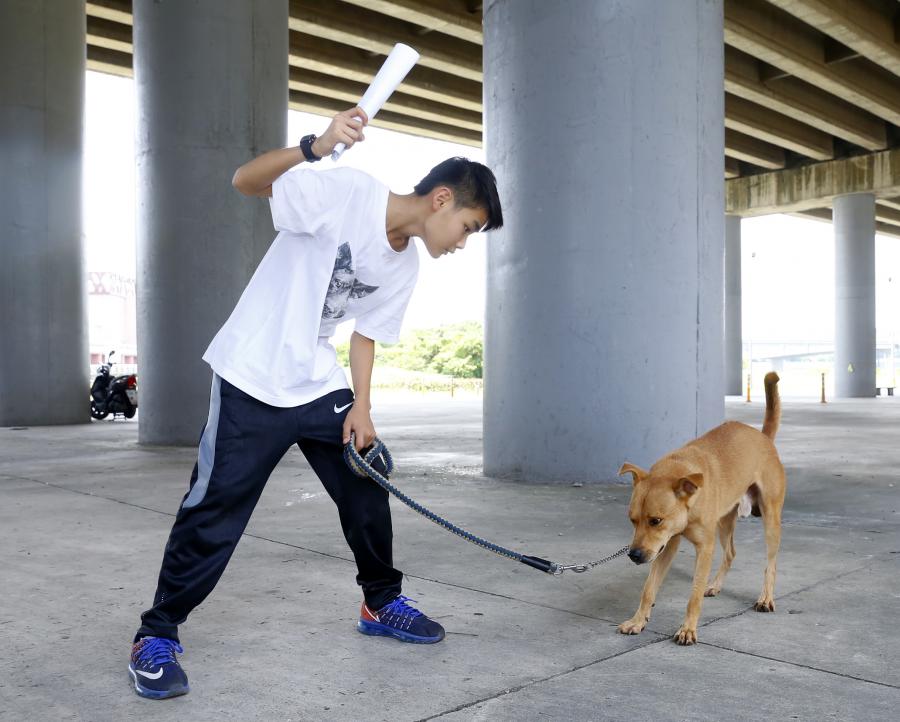 打罵教育是訓練時飼主常犯的「錯誤」。（記者臺大翔／攝影）