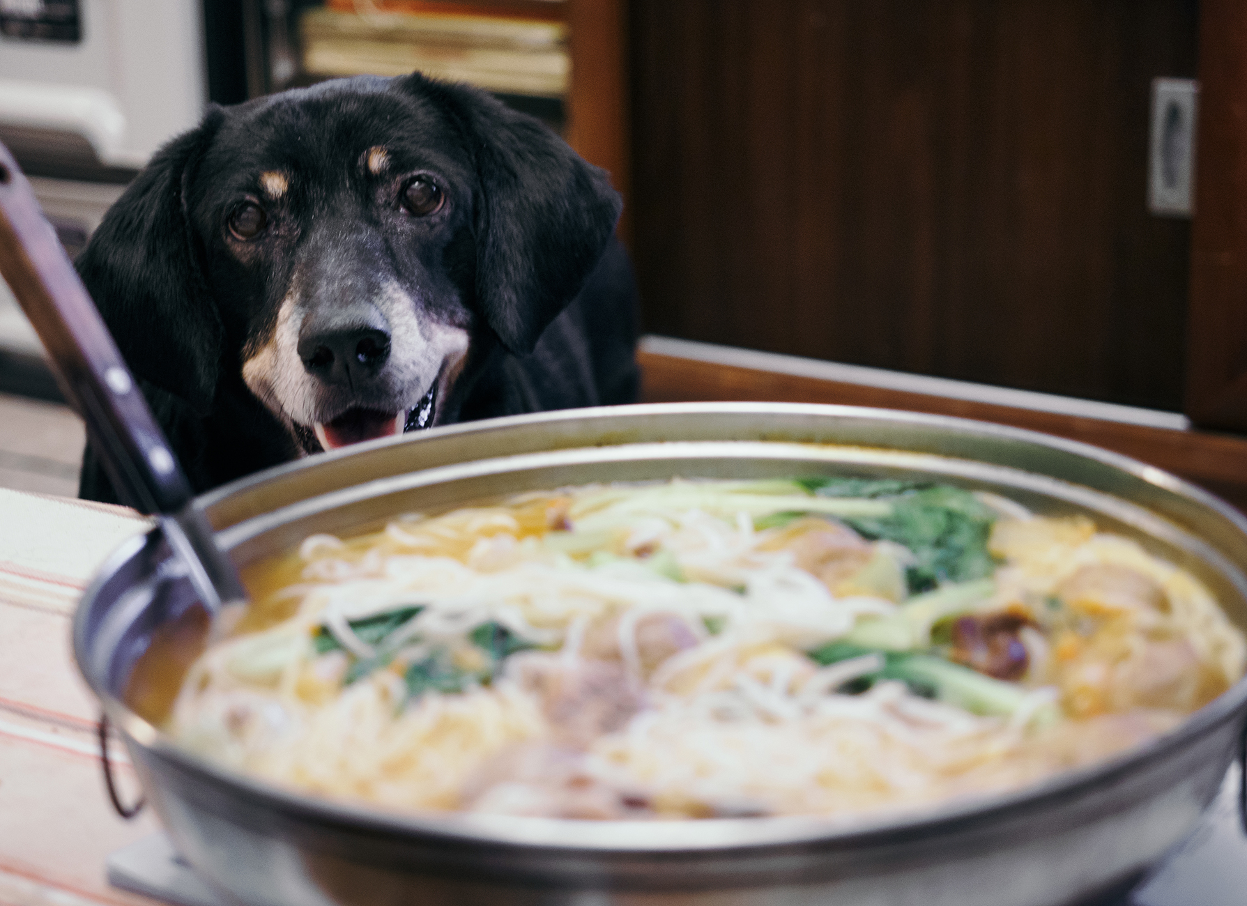 人類餐桌的食物往往過油、過鹹，不適合狗狗吃。（記者邱璟綾／攝影）